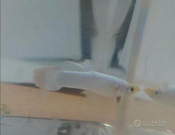 Guppy Koi White Platinum