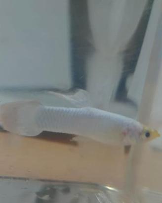 Guppy Koi White Platinum
