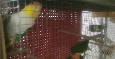 Coppia caicco testa gialla