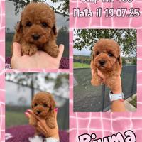 Barboncina Rossa _ PIUMA