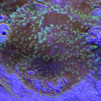 Corallo marino Rhodactis indosiensis