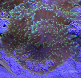 Corallo marino Rhodactis indosiensis