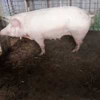 Scrofa