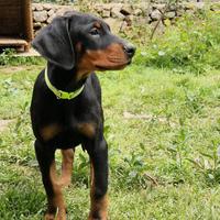 Ultime cucciole di dobermann