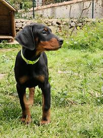 Ultime cucciole di dobermann