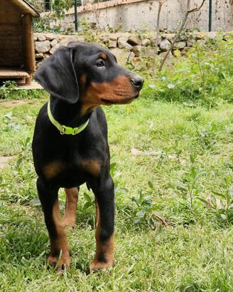 Ultime cucciole di dobermann