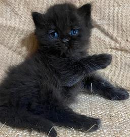 Gattina persiano femmina 