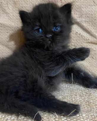 Gattina persiano femmina 