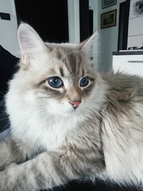 Siberiano Neva masquerade con pedigree per monta