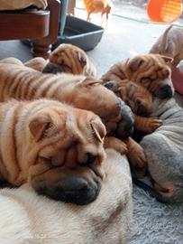 Sharpei