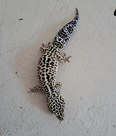 Geco Leopardino Mack Snow Maschio