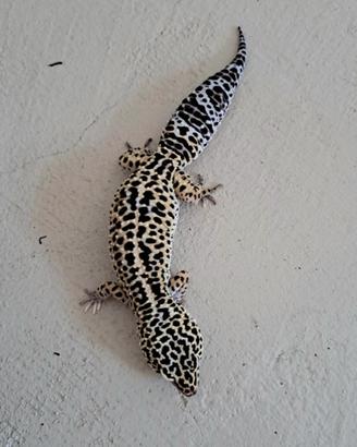 Geco Leopardino Mack Snow Maschio