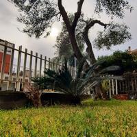 Splendido Monovano- Acitrezza Riviera dei Ciclopi