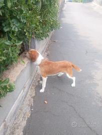 Cucciolone di Segugio istriano