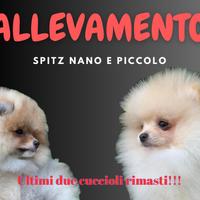 Cucciolo di Pomerania