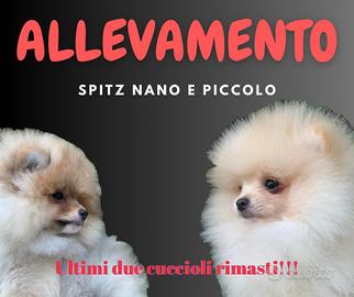 Cucciolo di Pomerania