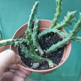 pianta grassa stapelia variegata 