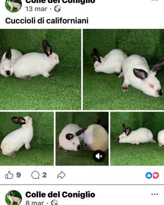 Cuccioli di californiani