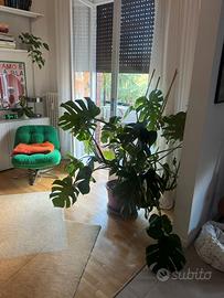 Pianta Monstera deliciosa grande