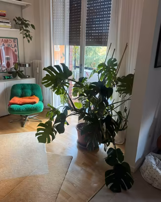 Pianta Monstera deliciosa grande