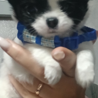 Chihuahua miny toy