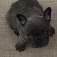 Cucciola di bulldog francese blu