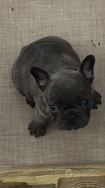 Cucciola di bulldog francese blu
