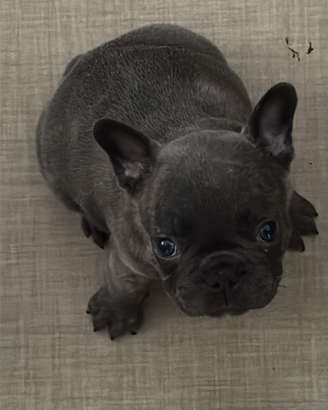 Cucciola di bulldog francese blu