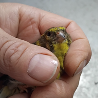 Canarini verzellini anno 2025