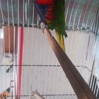 Lorichetto arcobaleno