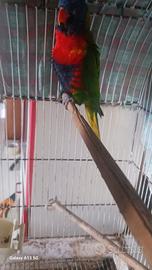 Lorichetto arcobaleno