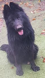 Cuccioli di pastore tedesco a pelo lungo