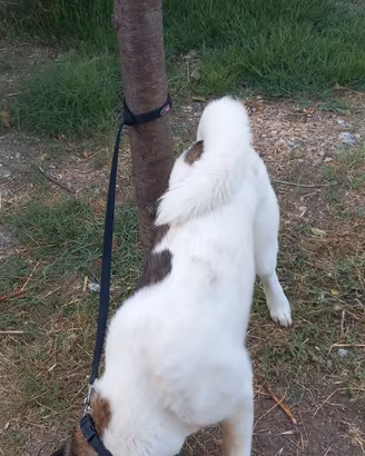 Animali