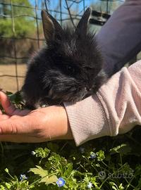 Coniglio Testa Di Leone Nero