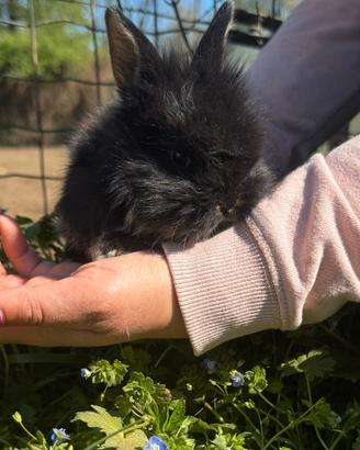 Coniglio Testa Di Leone Nero