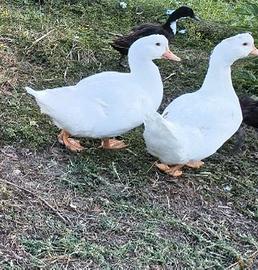 Animali