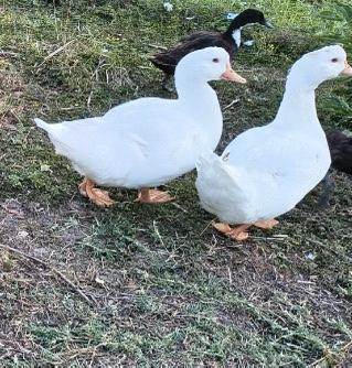 Animali