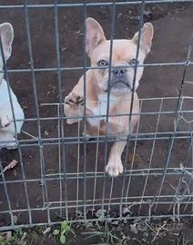Bulldog francese