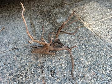 Radici legni per acquario