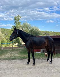 Cavallo maremmano ANAM