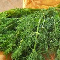 FINOCCHIETTO SELVATICO