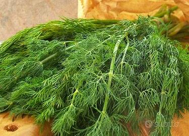 FINOCCHIETTO SELVATICO