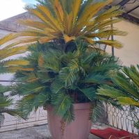 Piante Cycas 