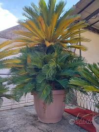 Piante Cycas 
