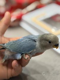 Pulli dí inseparabili