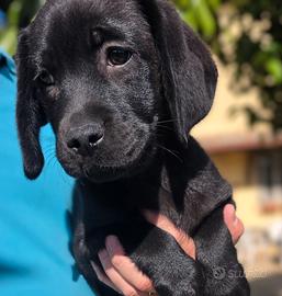 Cucciole Labrador con pedigree Enci