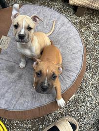 Amstaff con pedigree