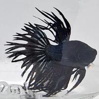 Betta Crowtail Disponibili