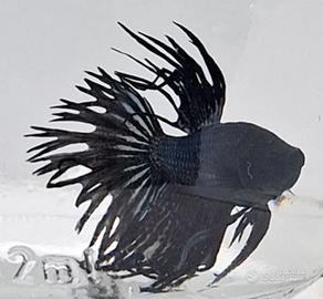 Betta Crowtail Disponibili
