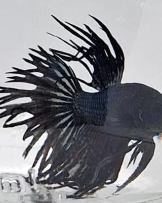 Betta Crowtail Disponibili